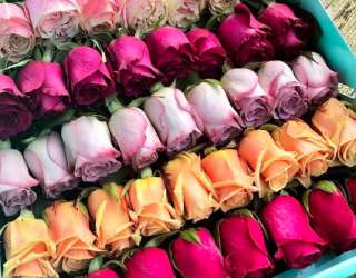 Sherose Kuwait