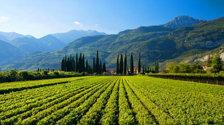 Puglia vineyards 