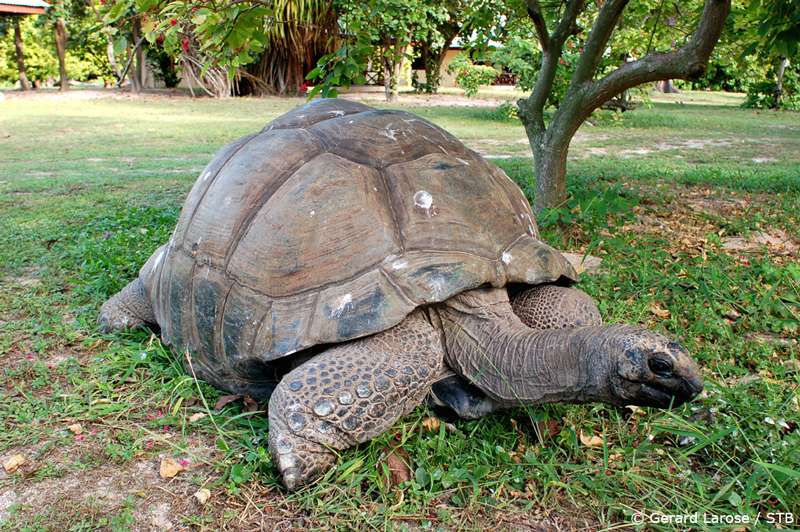 Discover The Seychelles On Your Honeymoon