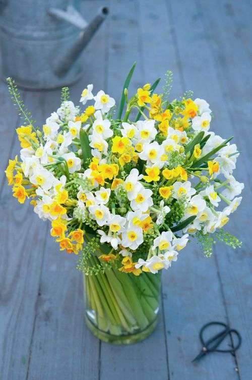 Your Spring Wedding Flower: The Narcissi