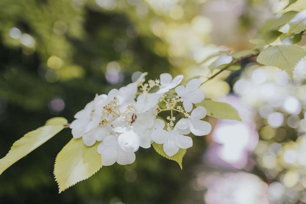 Nature is Life: Eternal Beauty and Youth for a Dream Shoot