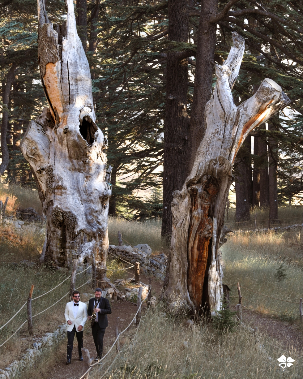 A Lebanese Fairytale in the Cedars