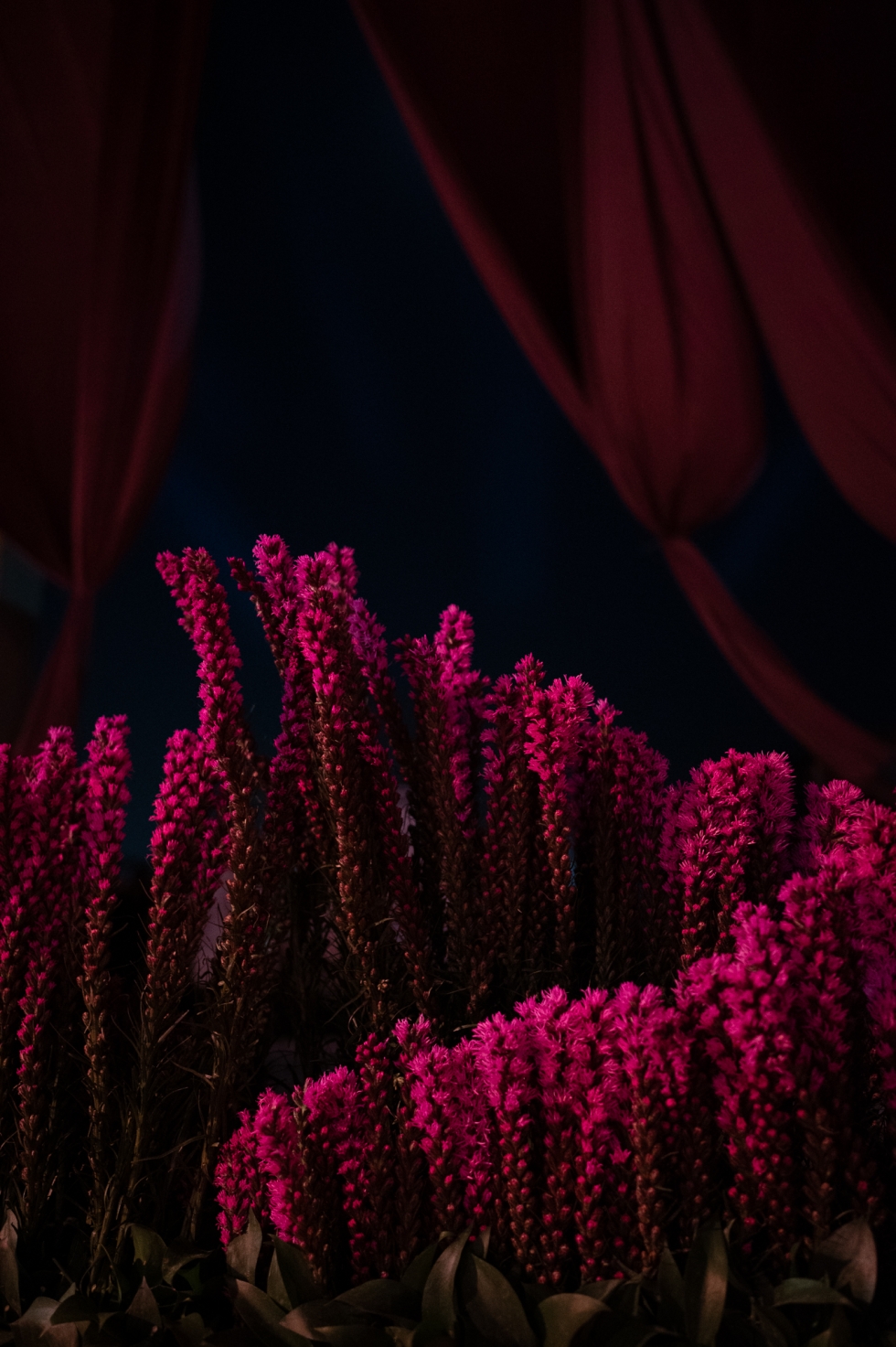 حفل زفاف يأسر القلوب بين أهرامات الجيزة حفل زفاف يأسر القلوب بين أهرامات الجيزة